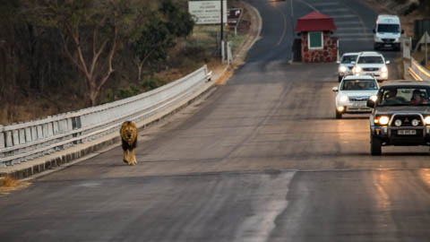 Tony Park - International Author